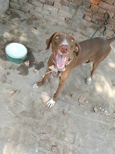 Labrador Cross. . . 10 months old