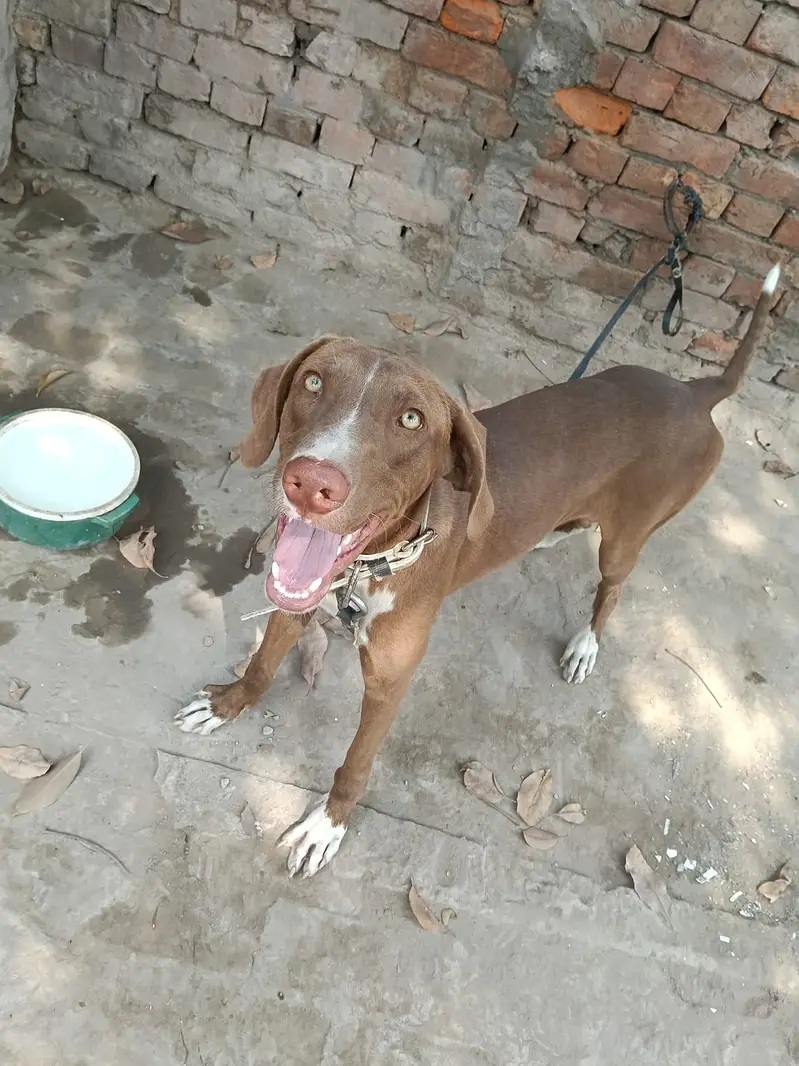 Labrador Cross. . . 10 months old — photo 2