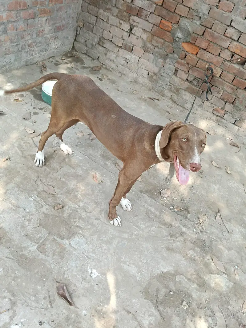 Labrador Cross. . . 10 months old — photo 3