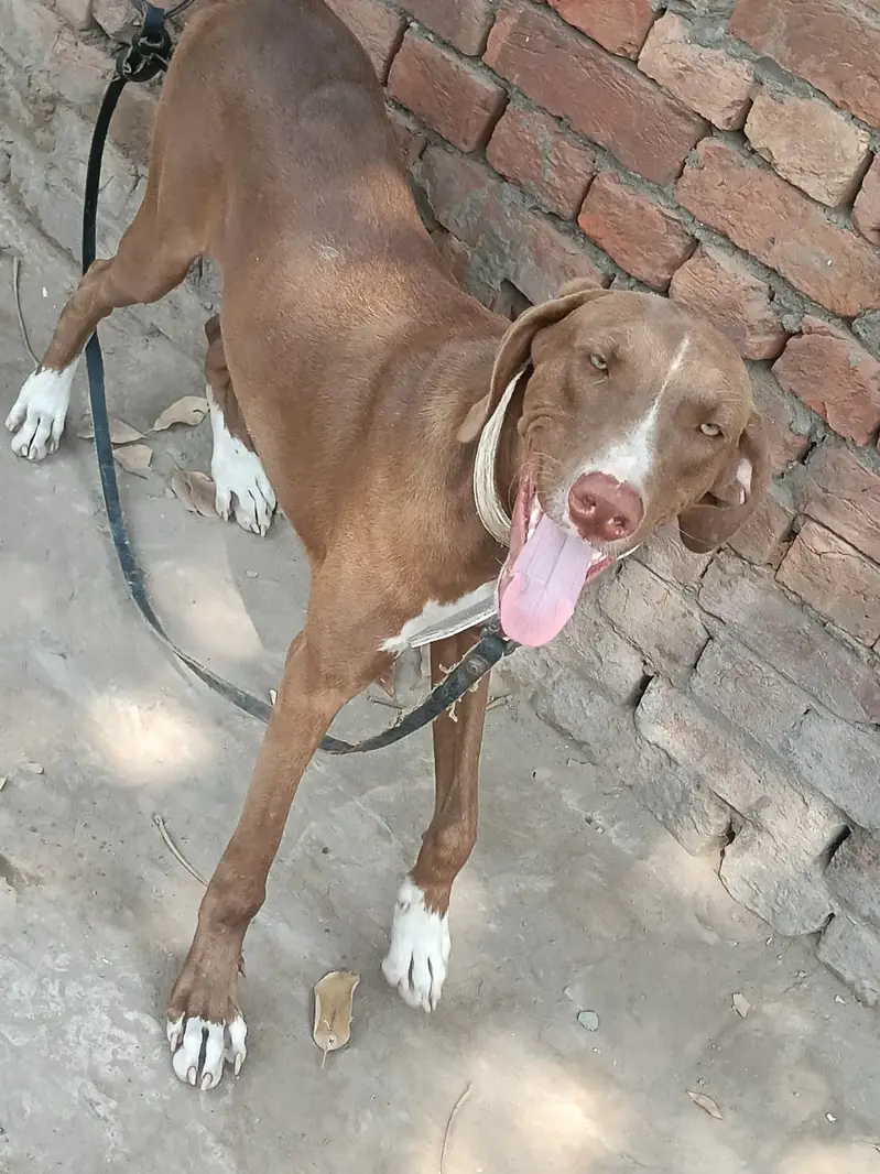 Labrador Cross. . . 10 months old — photo 4