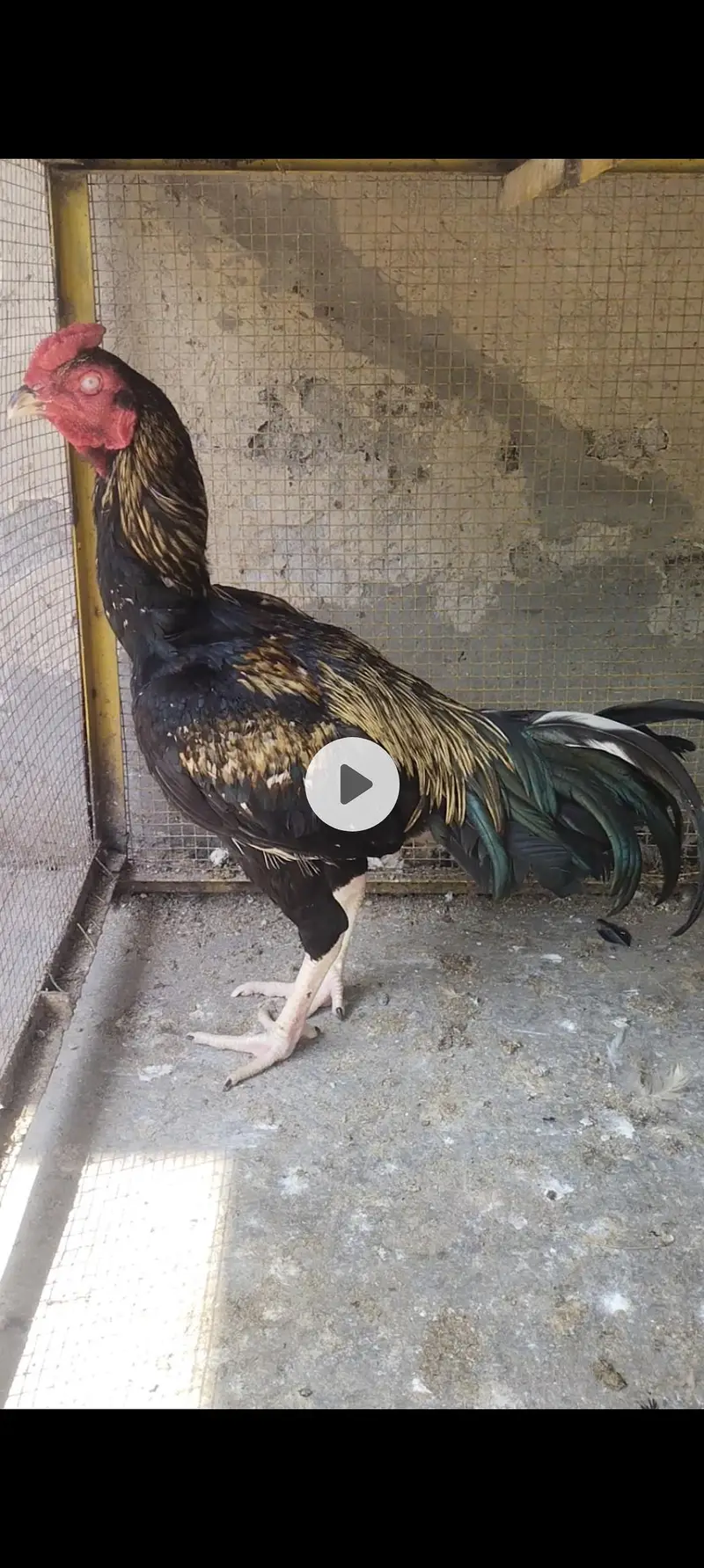 aseel male — photo 2