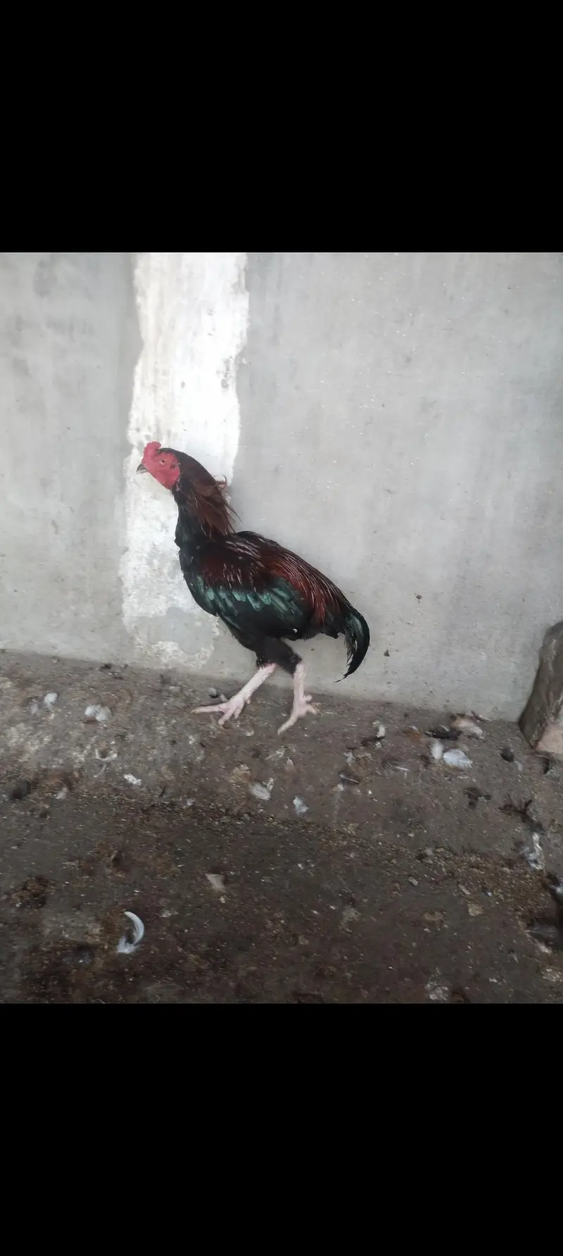 aseel male — photo 3