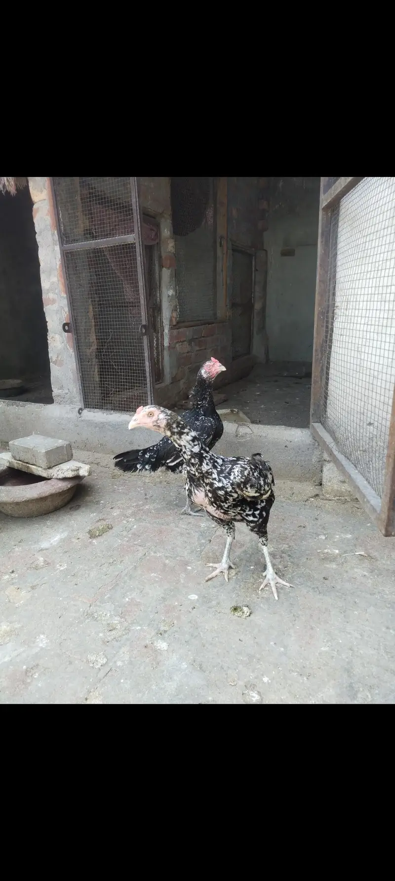 aseel male — photo 4