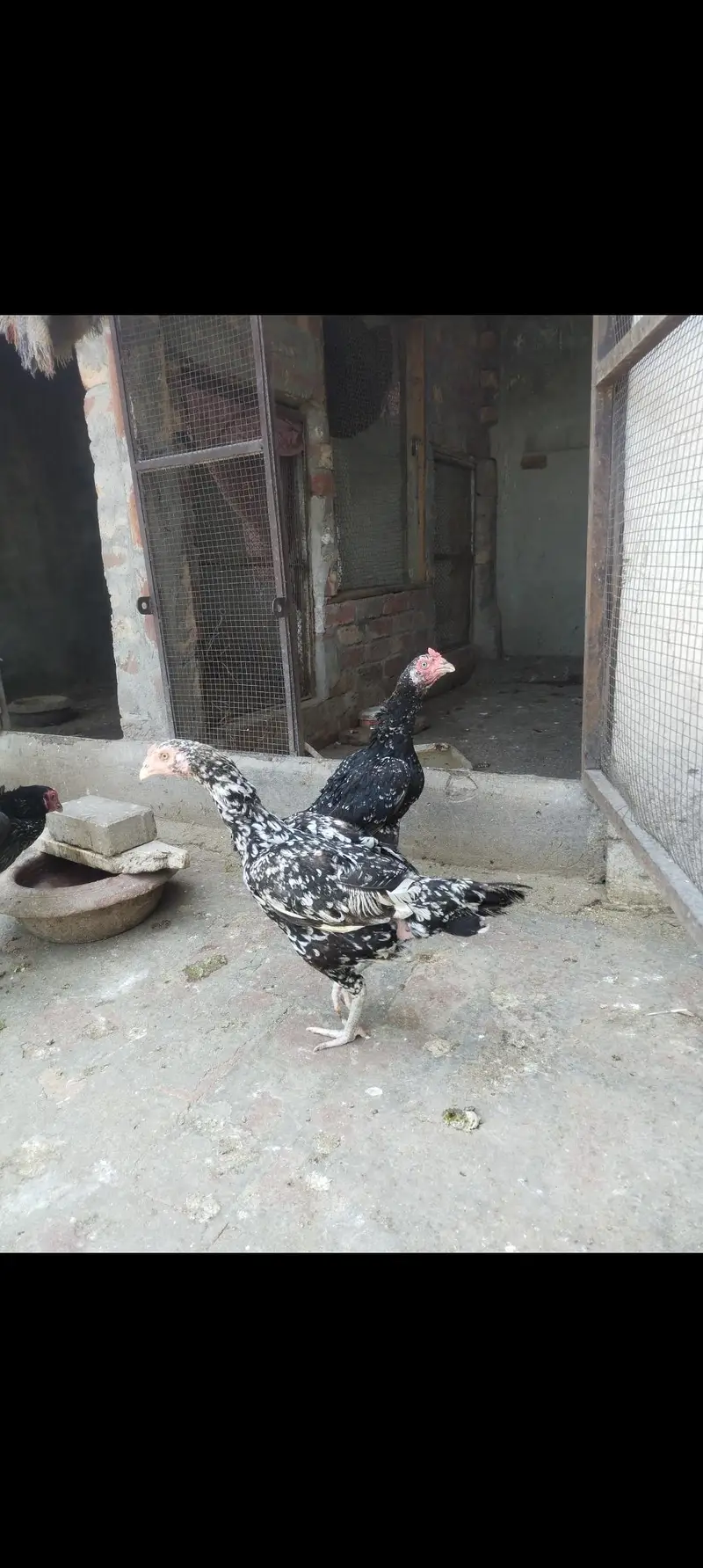 aseel male — photo 5