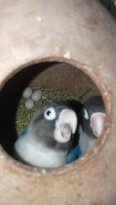 blue persnata fisher with eggs