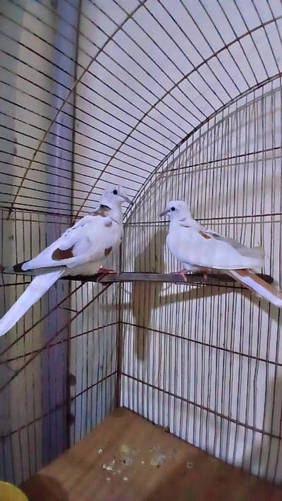 cage for sale with gift one pair fakhta healthy and active so beautifl