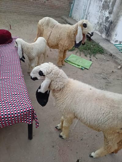 Kajli Family