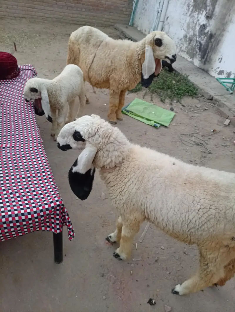 Kajli Family — photo 2