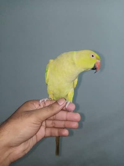 Green Ringneck