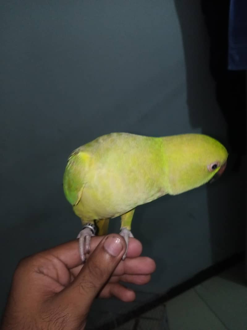 Green Ringneck 1