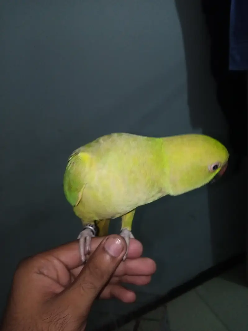 Green Ringneck — photo 2