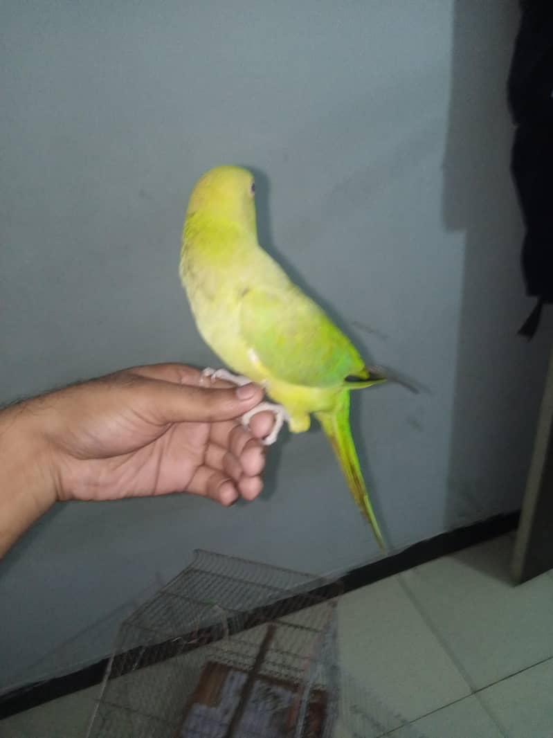 Green Ringneck 2