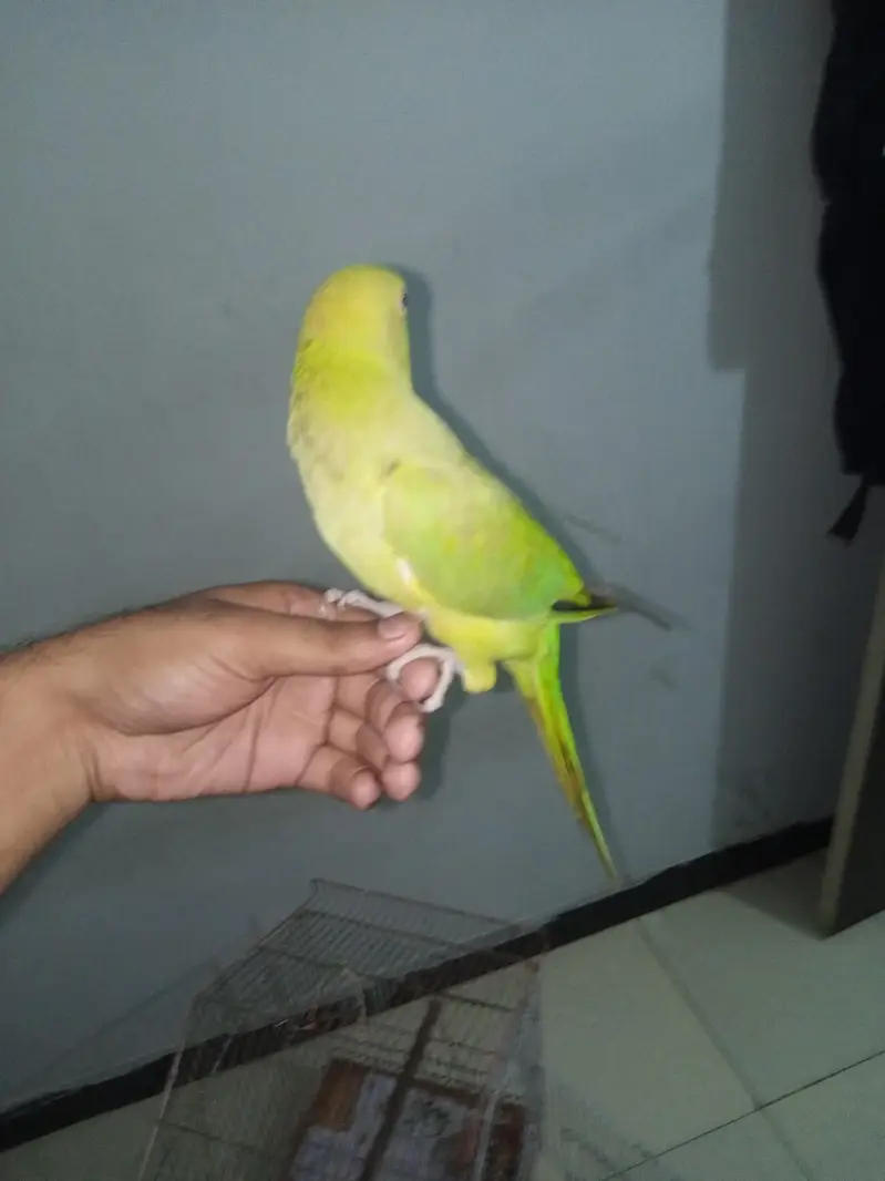 Green Ringneck — photo 3