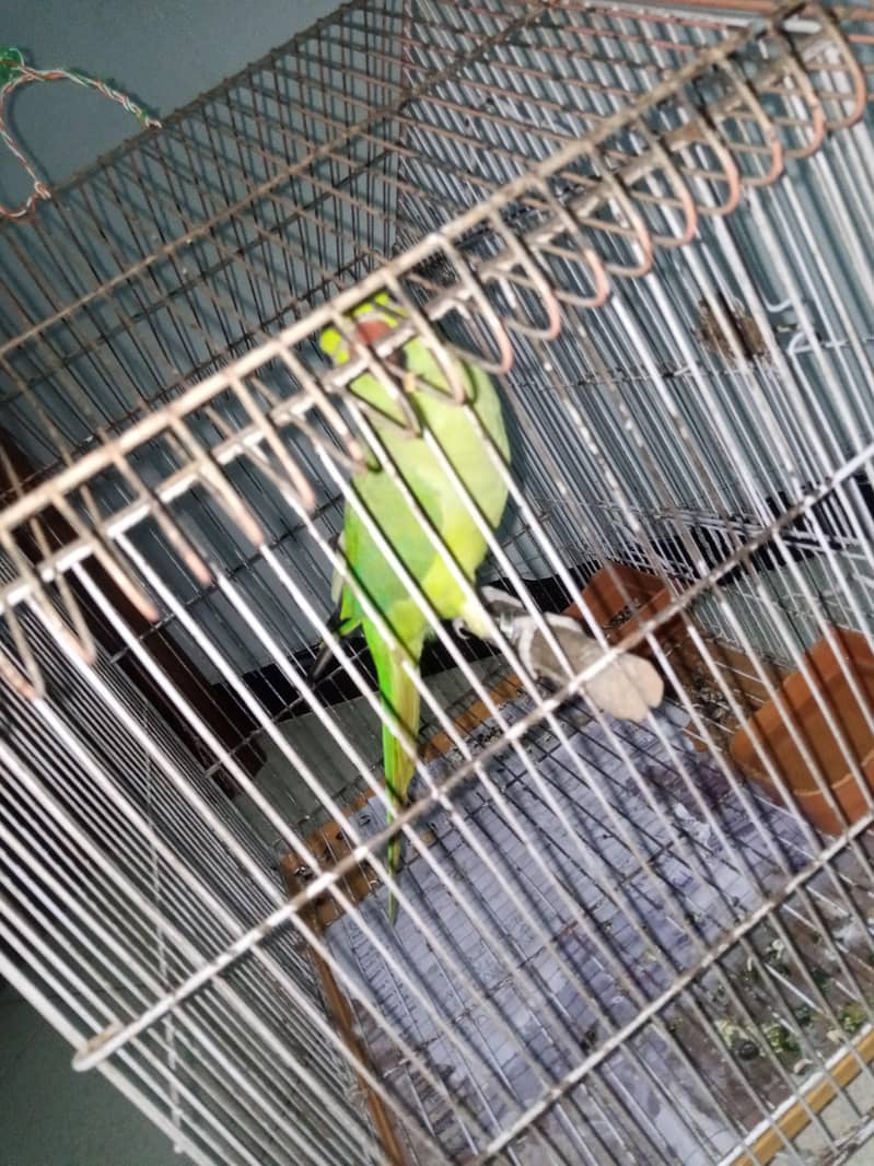 Green Ringneck 3