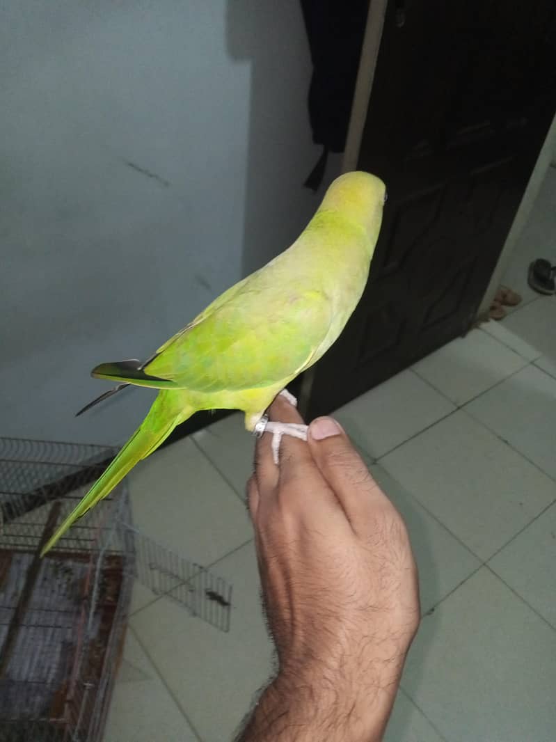 Green Ringneck 4