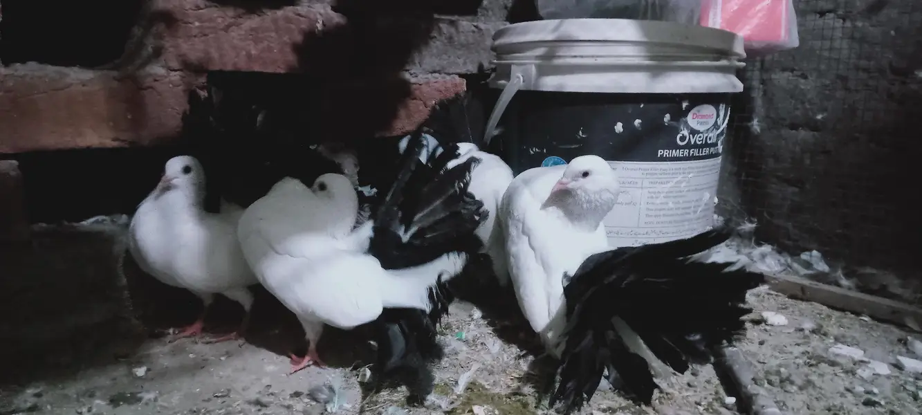 Black Tail Pairs — photo 2