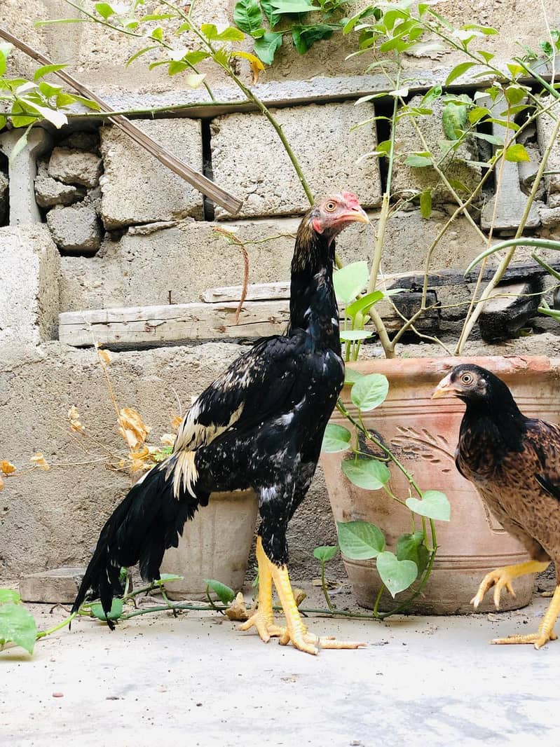 Aseel Pathay Pair 7