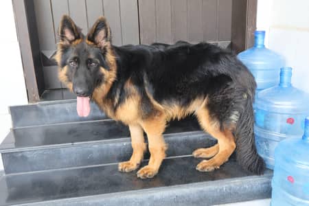German shepherd pink Pedigree