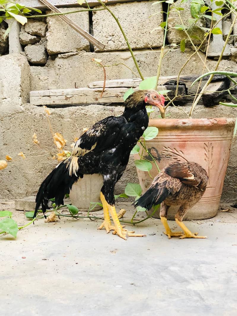 Aseel Pathay Pair 8