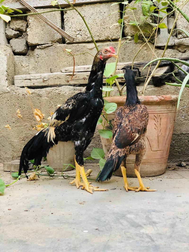 Aseel Pathay Pair 9