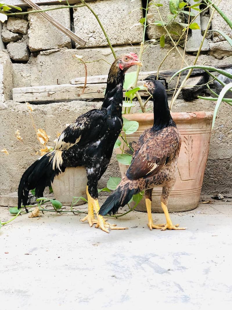 Aseel Pathay Pair 10