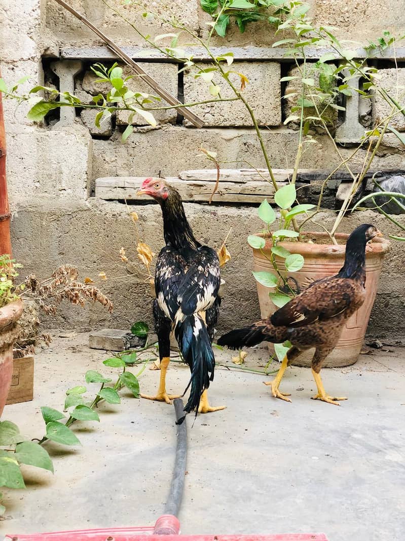 Aseel Pathay Pair 11