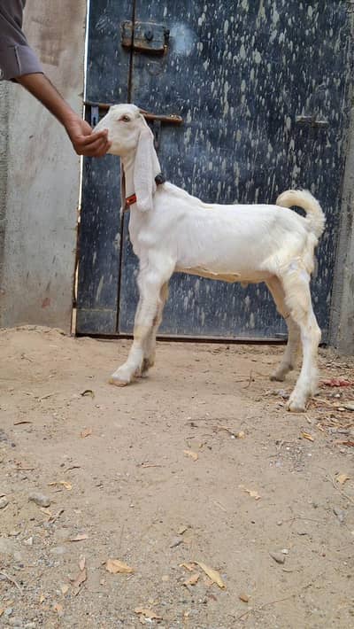 bakra jori for sell 4 months goat baby for sale