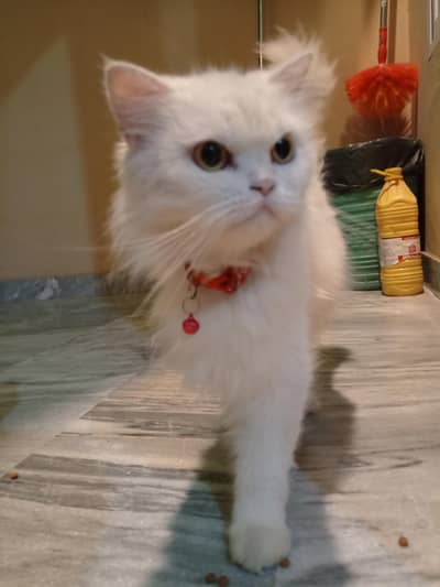 Persian Female Double Coated Urgent Sale