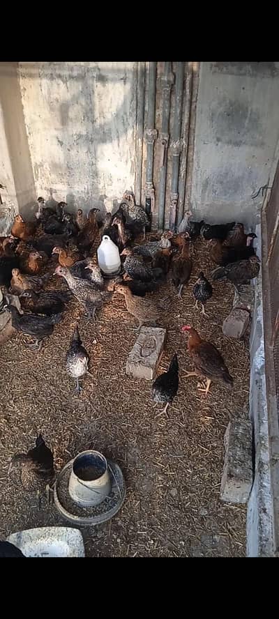 Desi chicks