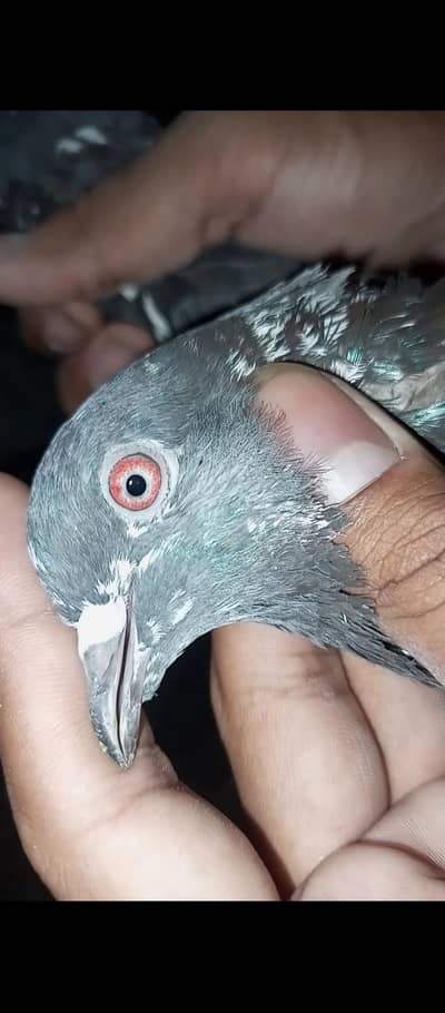 dubwala Male