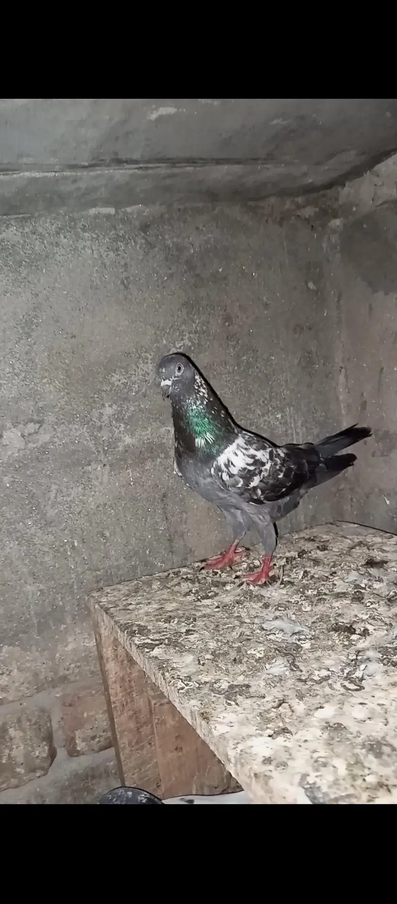dubwala Male — photo 2