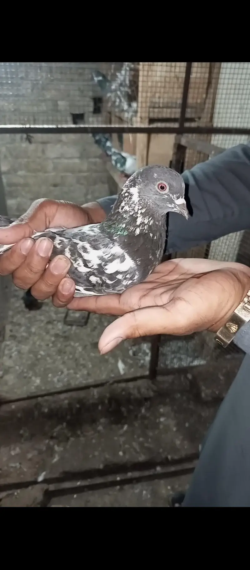 dubwala Male — photo 3
