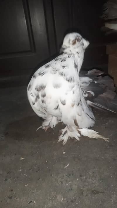 breeder Amarcan male or frill back pair 0312/496/21/95 call or WhatsAp