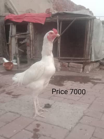 malik