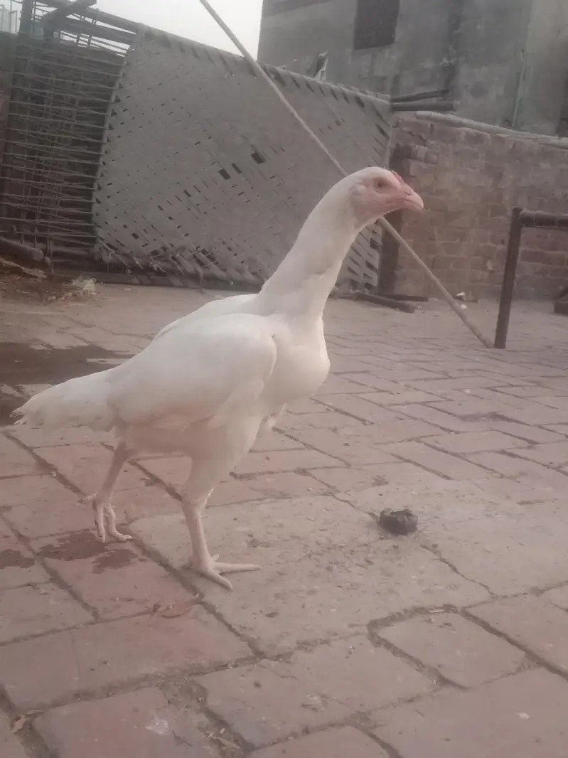 malik — photo 4