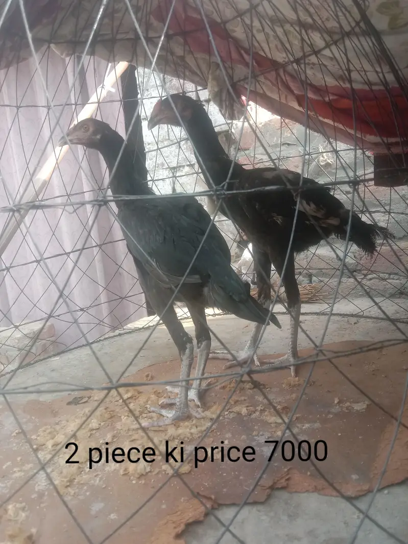 malik — photo 5