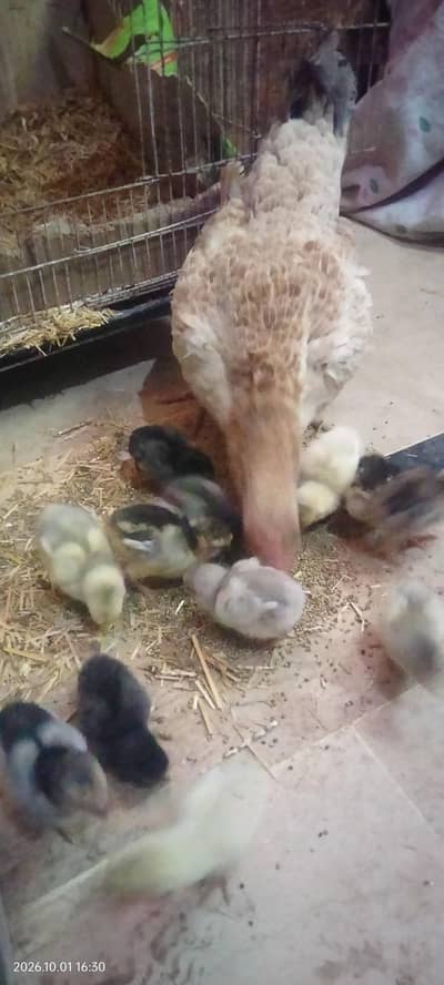 7 days old Asseel Chicks available for Sale
