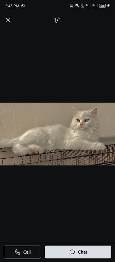 Persian female cat in odd eyes