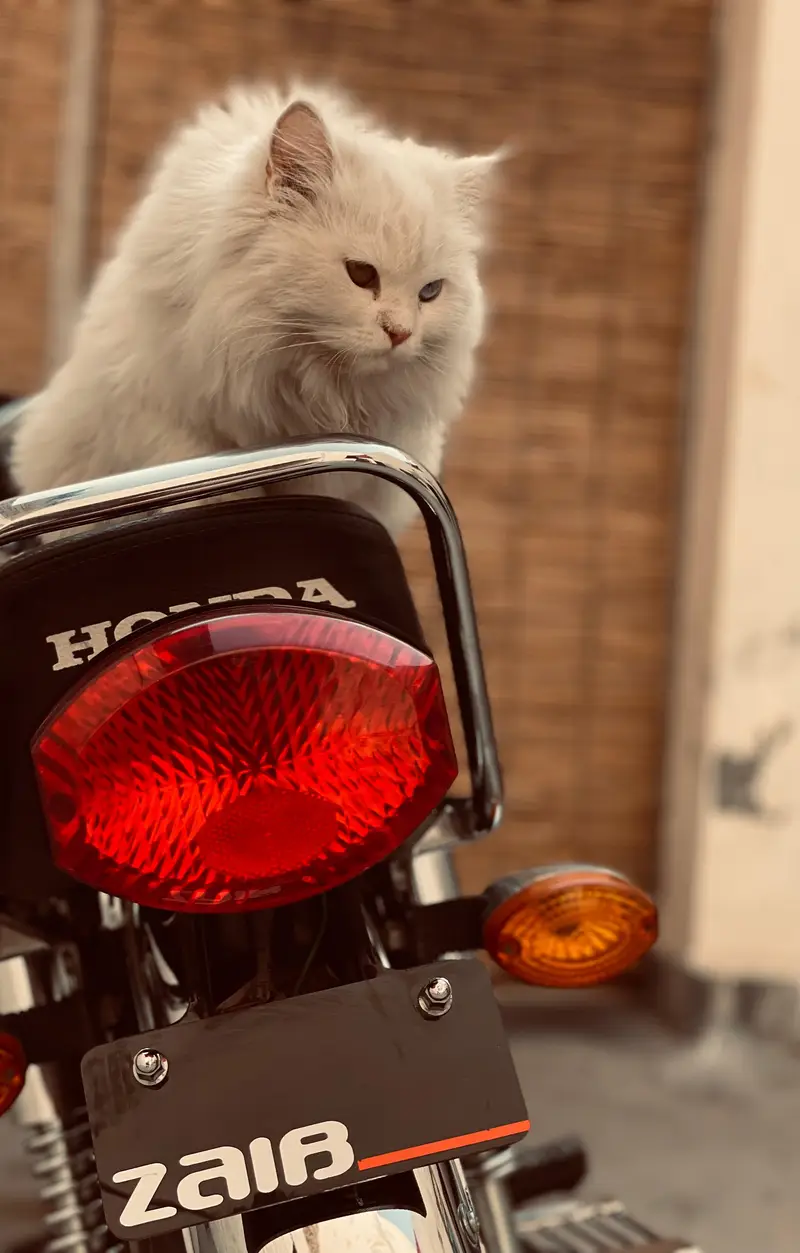 Persian female cat in odd eyes — photo 2