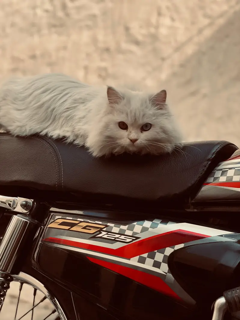 Persian female cat in odd eyes — photo 3