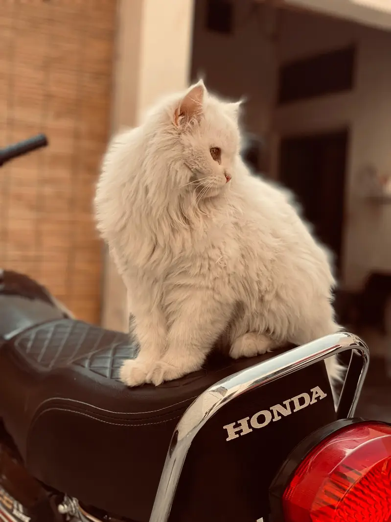 Persian female cat in odd eyes — photo 4