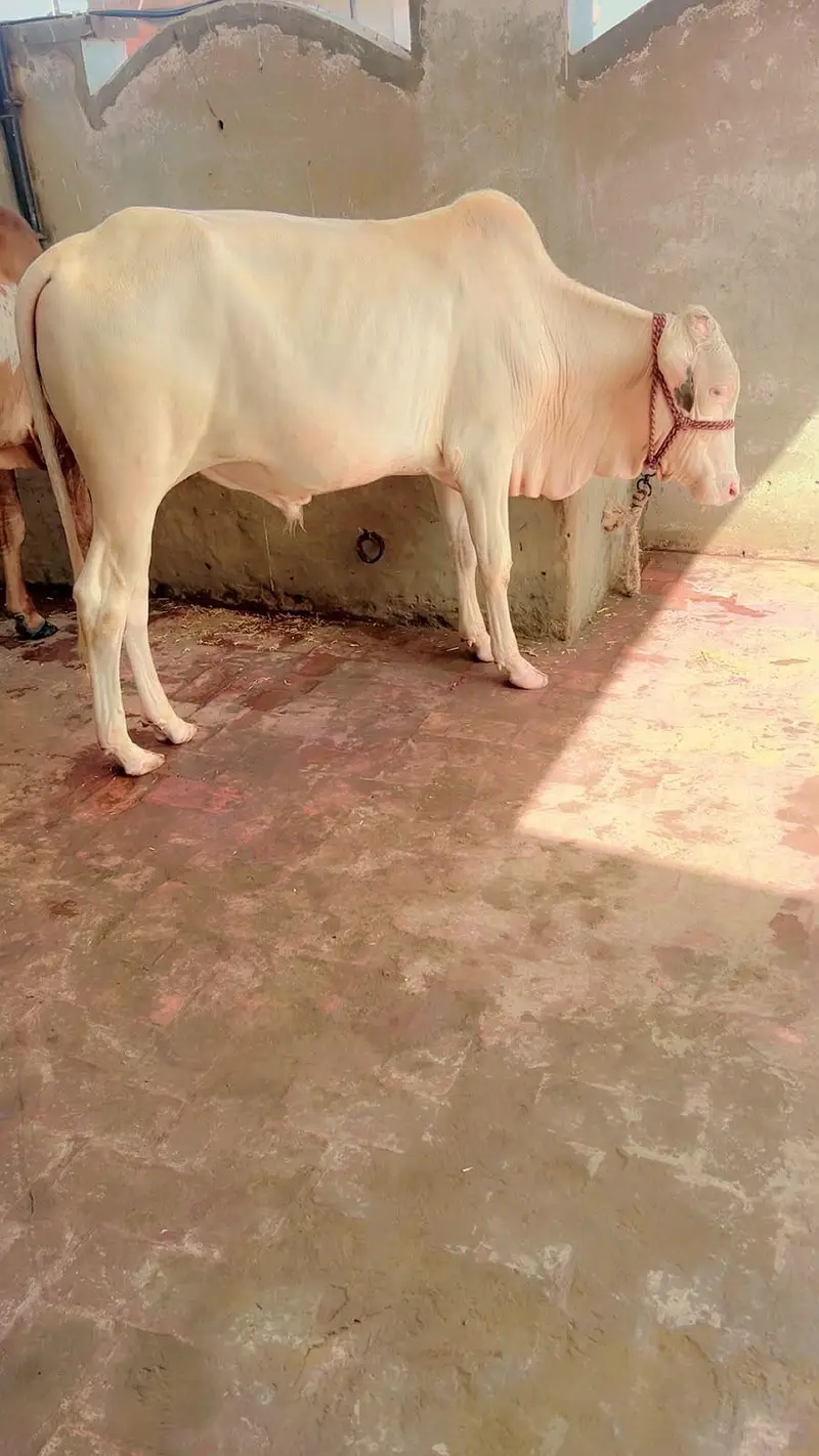 pure gulabi nukra bachra — photo 2