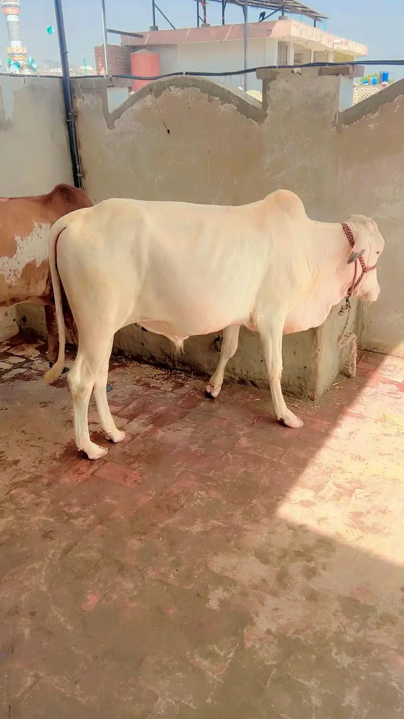 pure gulabi nukra bachra — photo 3