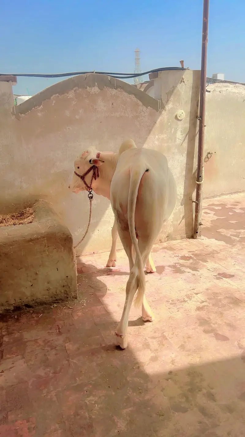 pure gulabi nukra bachra — photo 4