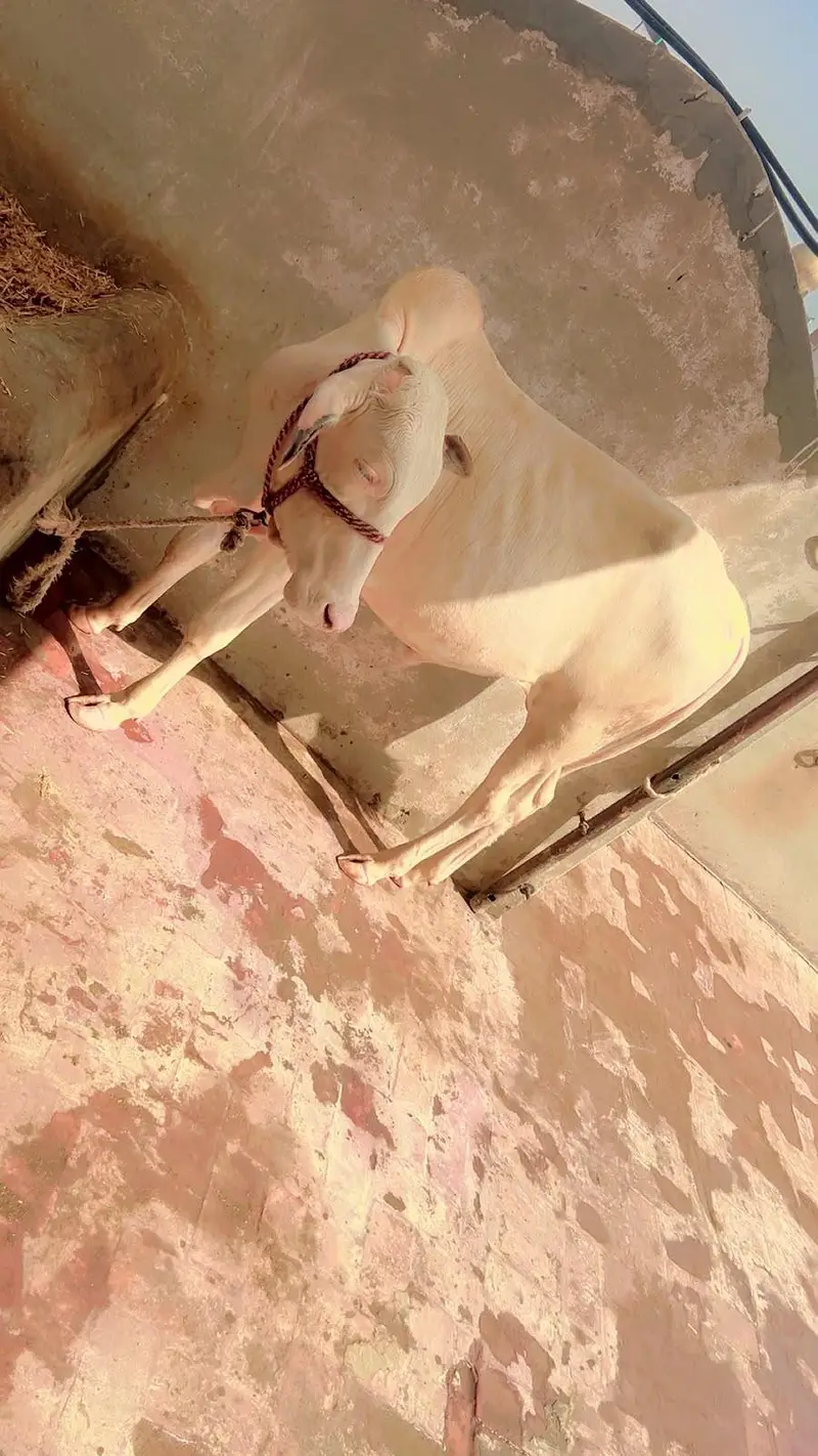pure gulabi nukra bachra — photo 6