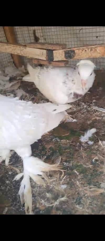 frill back pair or Amarcan male for sell 0312/496/21/95