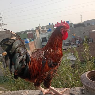 Murgha Sale 7 to 8 month age hai. . Pure Dasi hai. . ghr ka pala ha. .