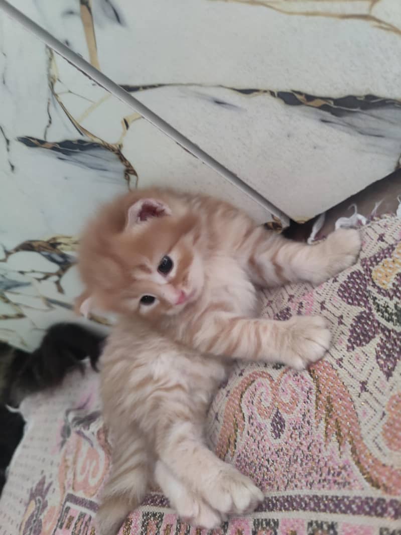 kittens Available 0