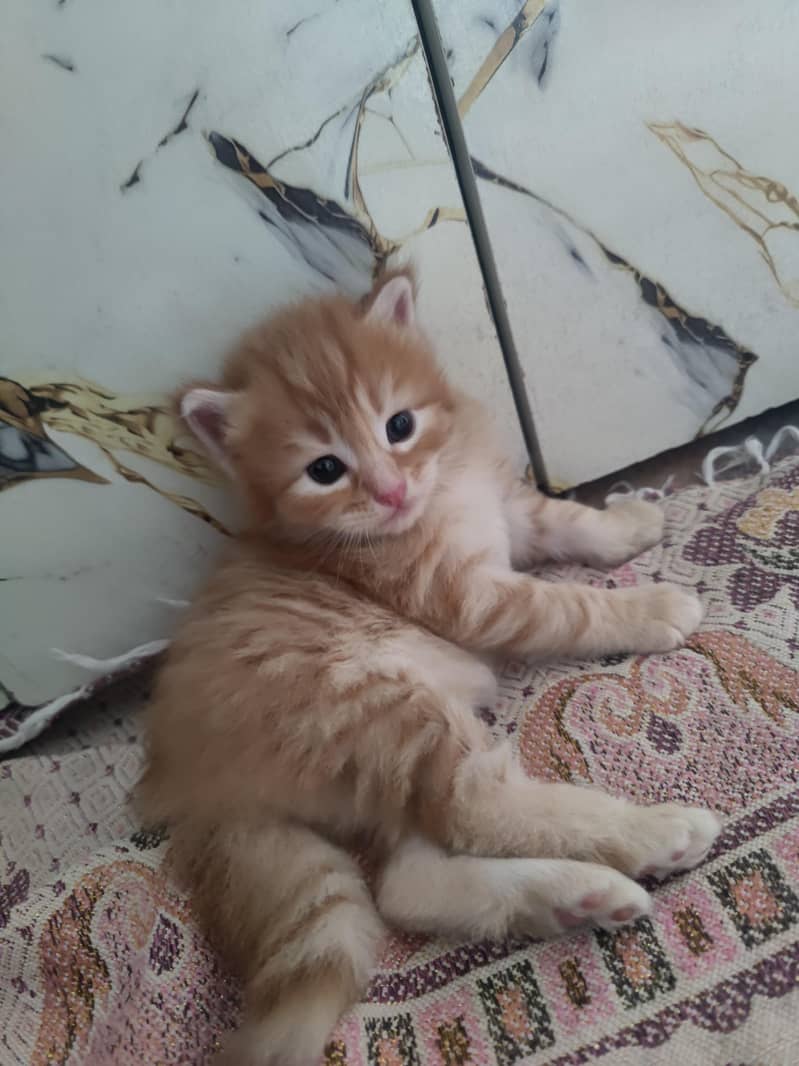 kittens Available 1