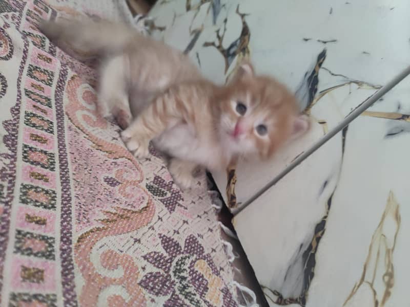 kittens Available 2
